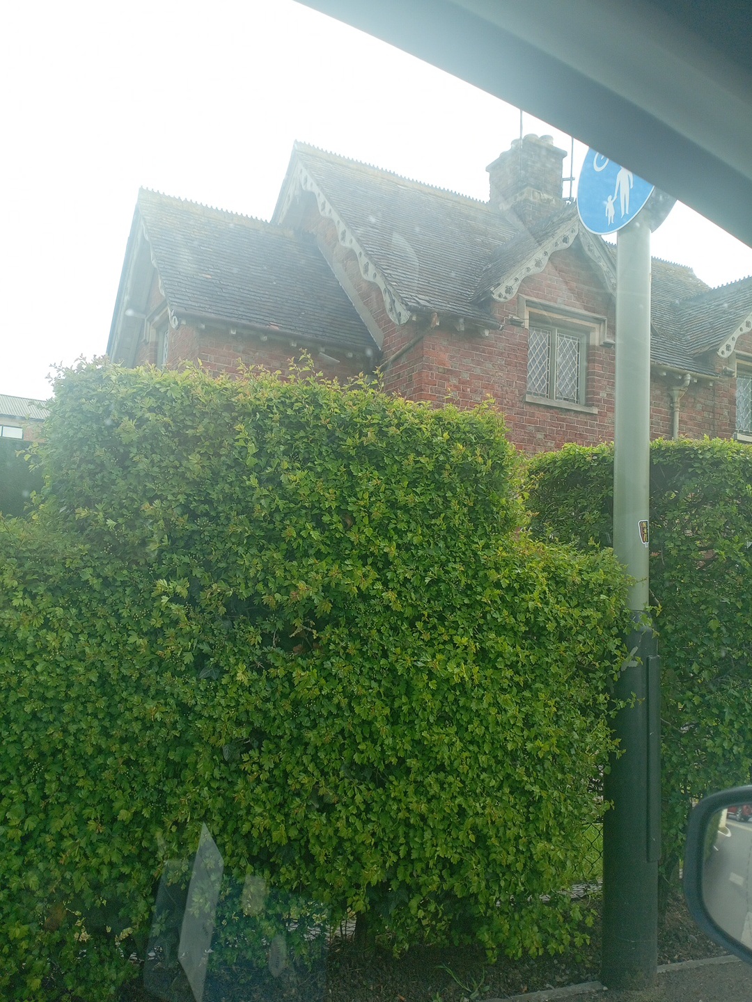 Hedge Trimming