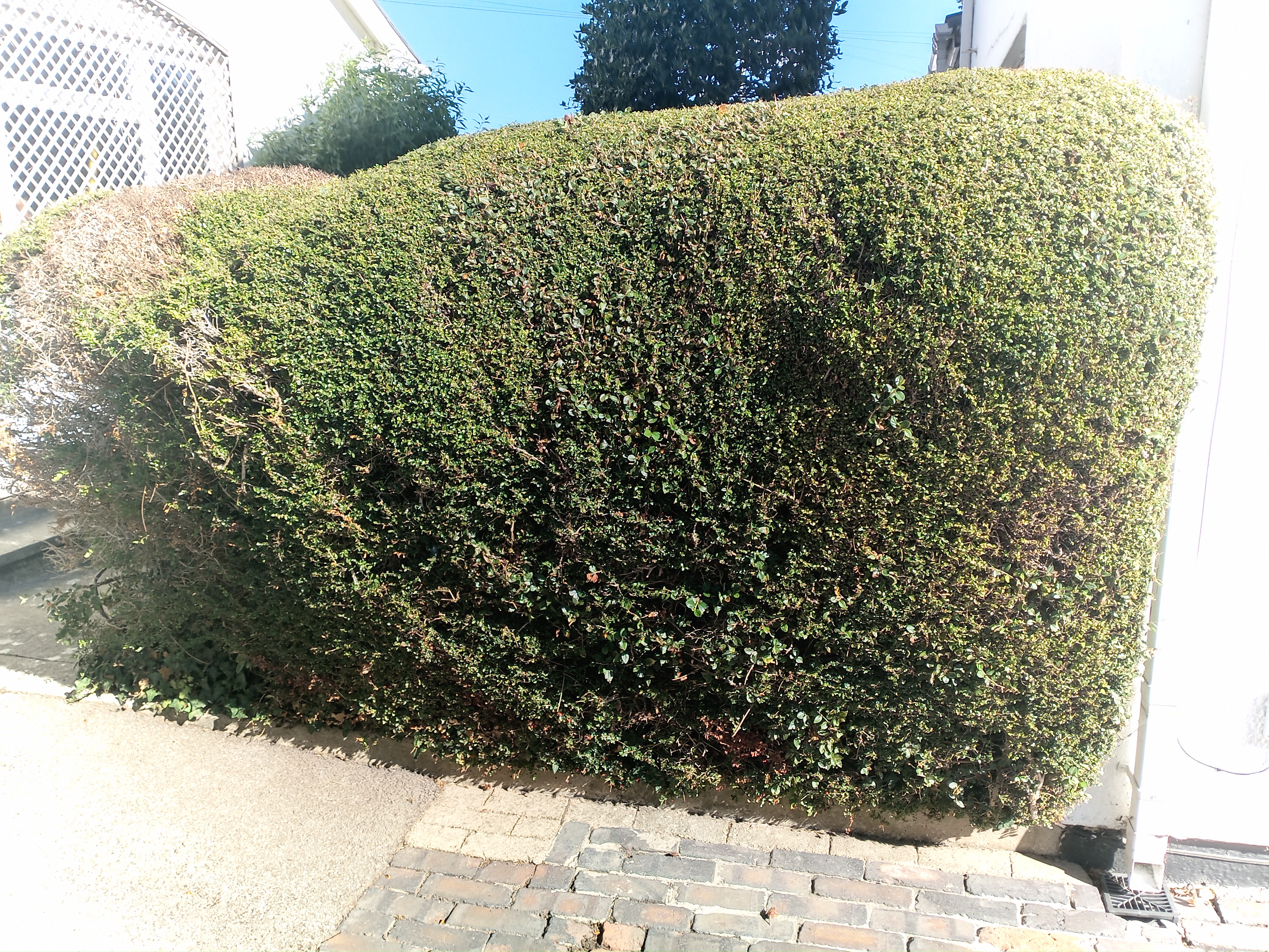 Hedge Trimming